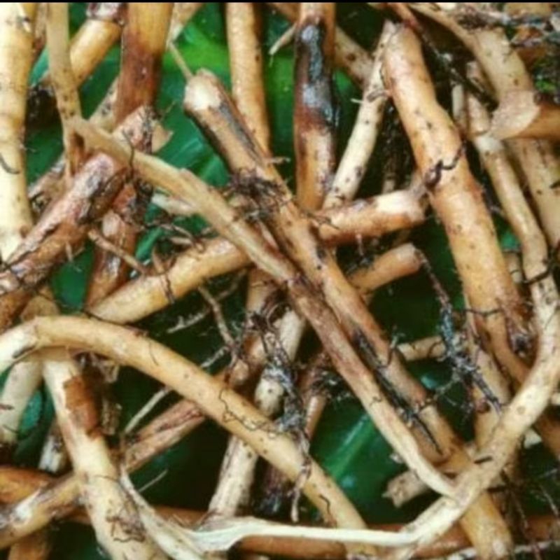 

Akar Pohon Pisang Segar 250 gram