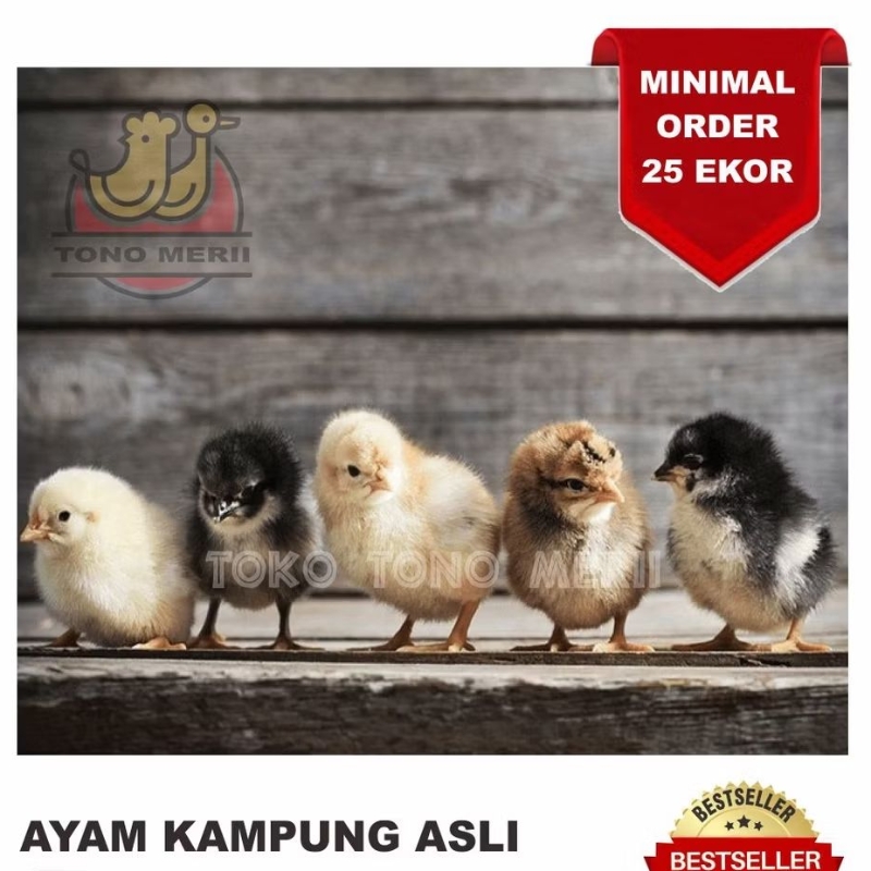 DOC Anak Ayam Kampung Asli - Isi 25 Ekor