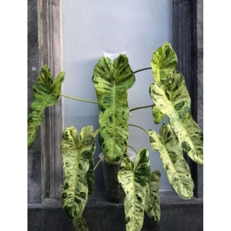 Tanaman Hias Philodendron Paraiso Verde / Tanaman Indoor Philo Paraiso Verde / Tanaman Hidup Philo P