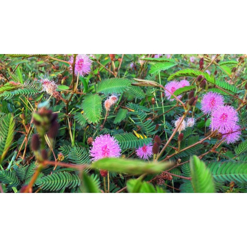 

DAUN PUTRI MALU DAUN HERBAL PUTRI MALU 150 GRAM