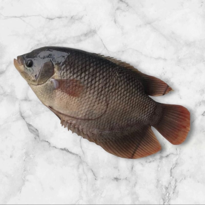 

ikan gurami hidup fresh di bersihkan