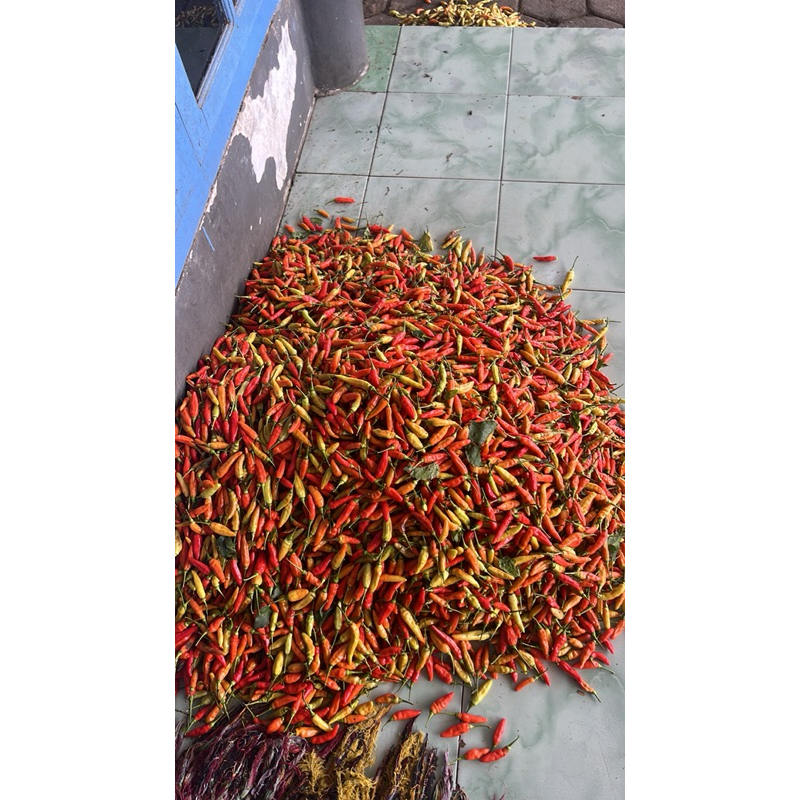 

CABAI RAWIT PEDAS//Ori, Lokal, Ponirun