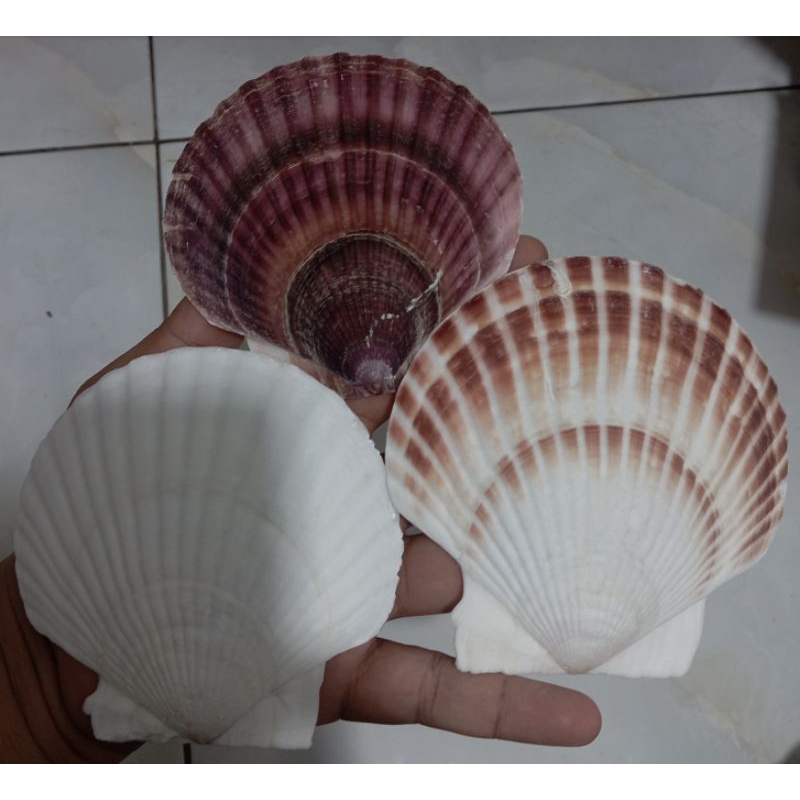 Cangkang kerang kipas besar untuk dekorasi/hiasan/prakarya& koleksi 1 pcs