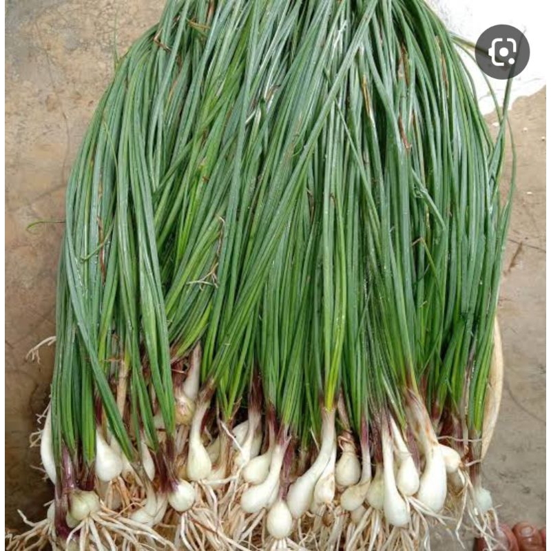 

BAWANG BATAK( daun ARSIK)