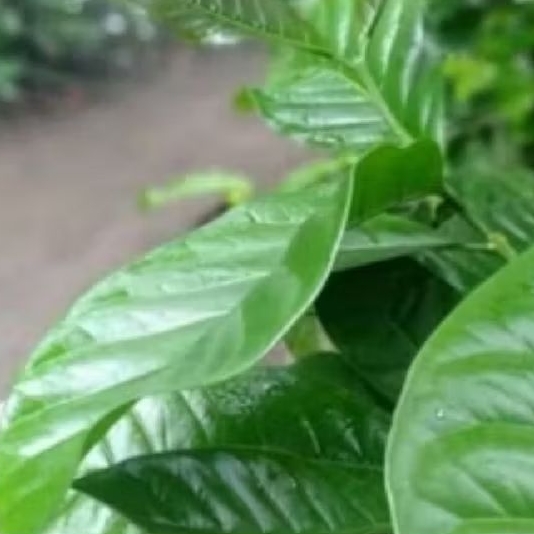 

Daun kopi daun herba 500 grm