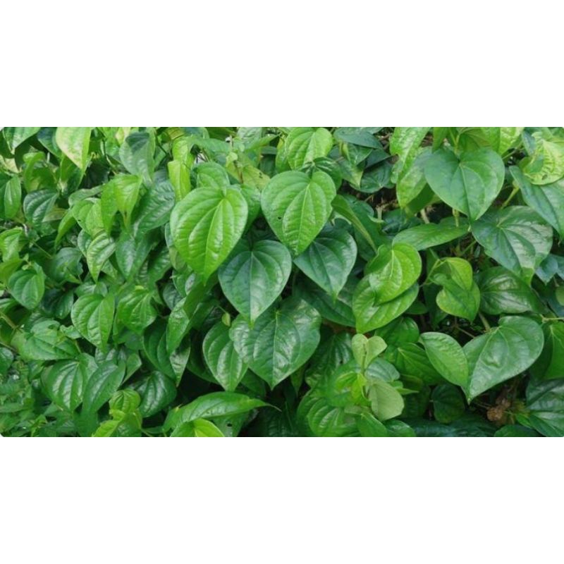 

Daun Sirih segar dan kering 100gram