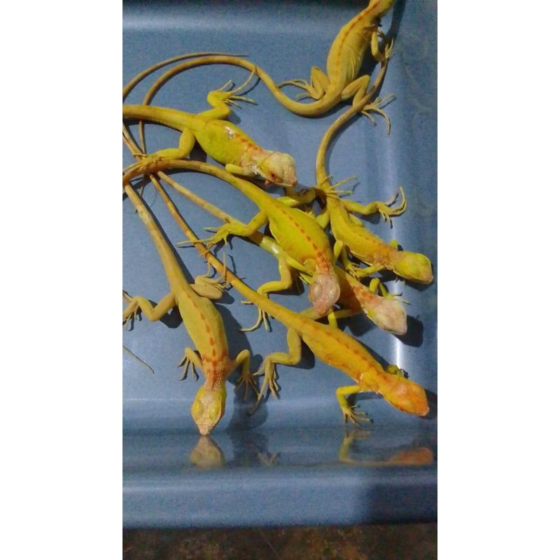 Pelet Iguana Red Albino Grade
