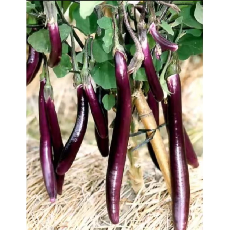 HEMAT 250 BIJI BENIH TERONG UNGU PANJANG WELUT SUPER