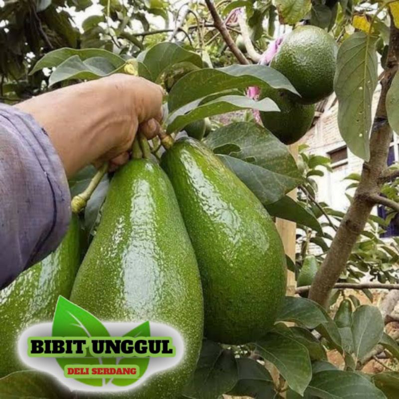 Bibit Alpukat mentega super jumbo /Alpukat Mentega Okulasi