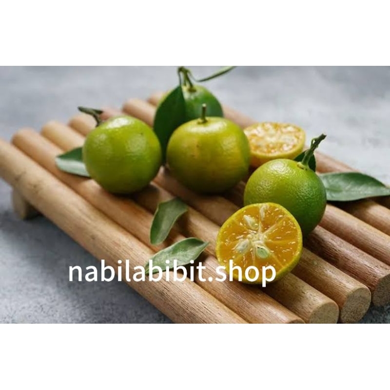 bibit jeruk es atau jeruk kasturi sudah berbuah live