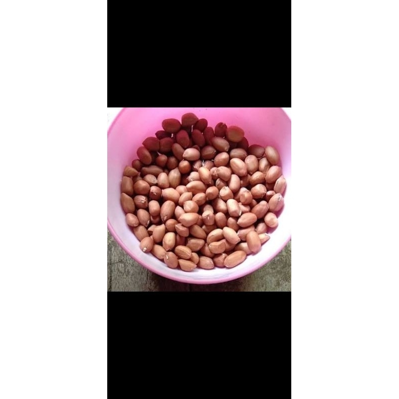 

Kacang Tanah mentah 1 Kg