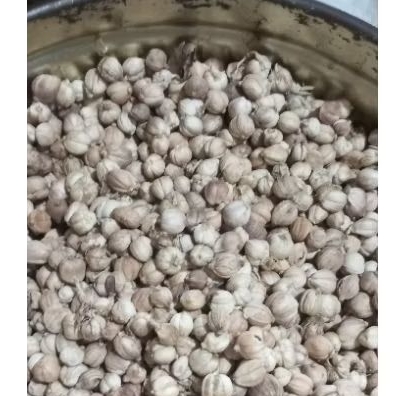 

kapulaga berkualitas segar 500g