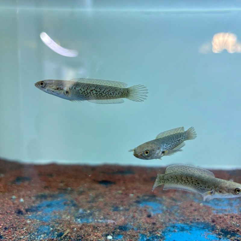 HIASAN AQUARIUM I CHANNA STEWARTI KARBI 4-5 Cm
