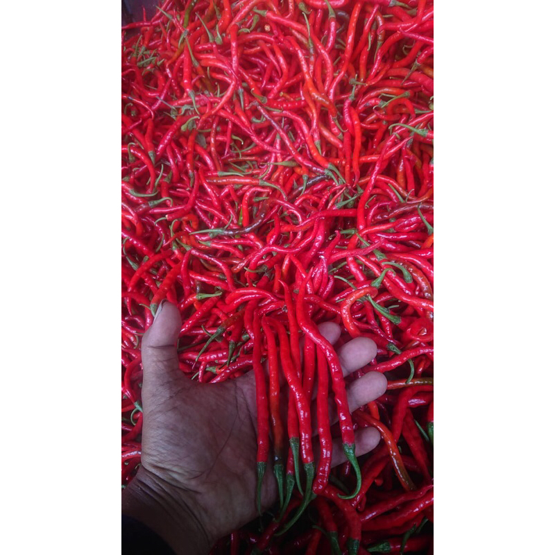 

cabai keriting merah