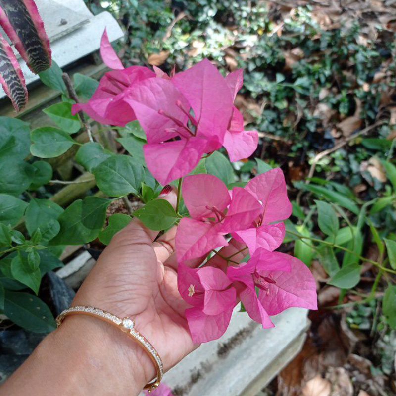 Bugenvil lokal bunga pink