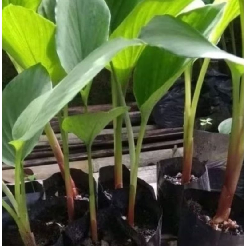 Bibit temu kunci/Tanaman temu kunci/kunyit herbal temu kunci