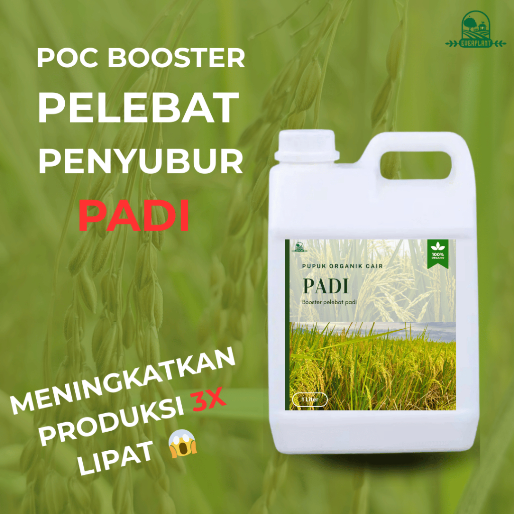 BIOPUPUK Pupuk organik Cair Padi Pupuk Padi Sawah Terbaik Pupuk Booster Padi Sawah