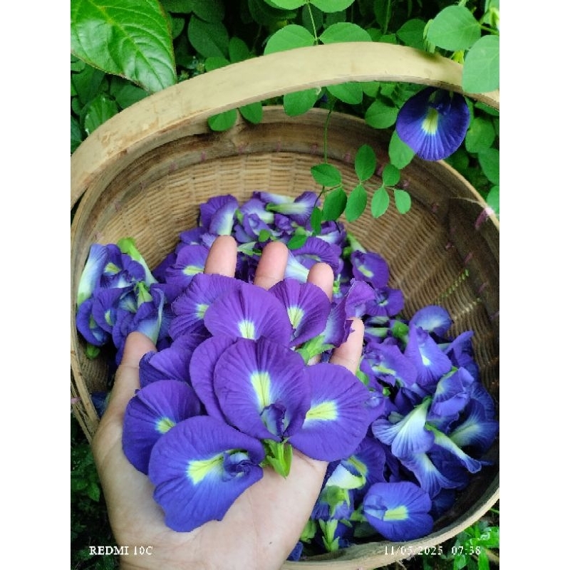 

Bunga Telang Segar isi 200