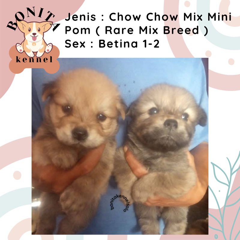 Anjing Chow Chow Mix Mini Pom Anak Anjing Chow Chow Mini Pom Betina Jantan