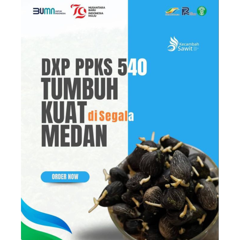 Harga Eceran 10.000/butir benih sawit PPKS 540 pelepah pendek original
