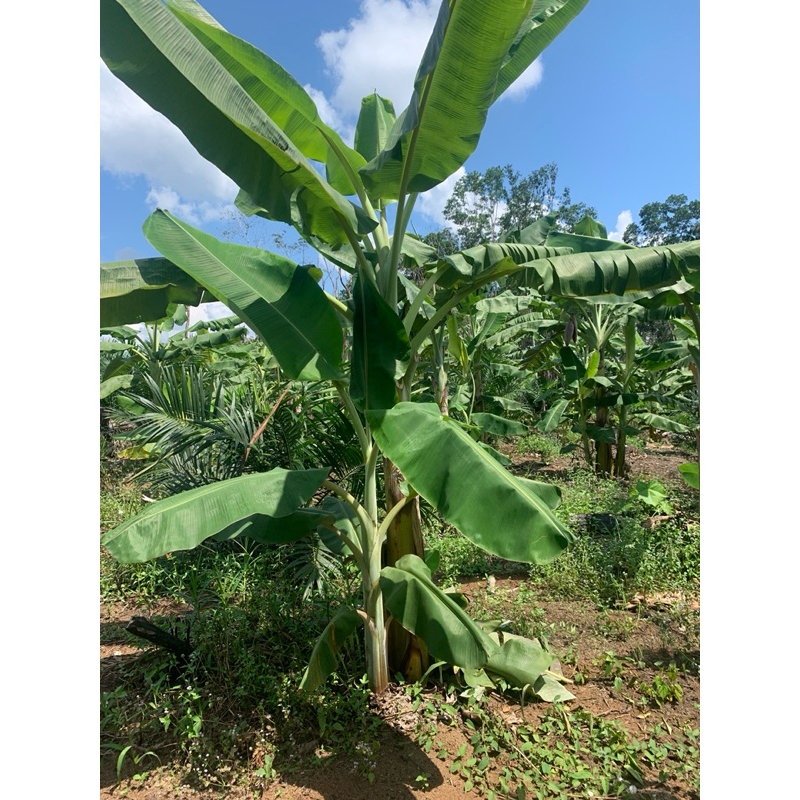 

Bibit Pisang Raja Uter Unggul