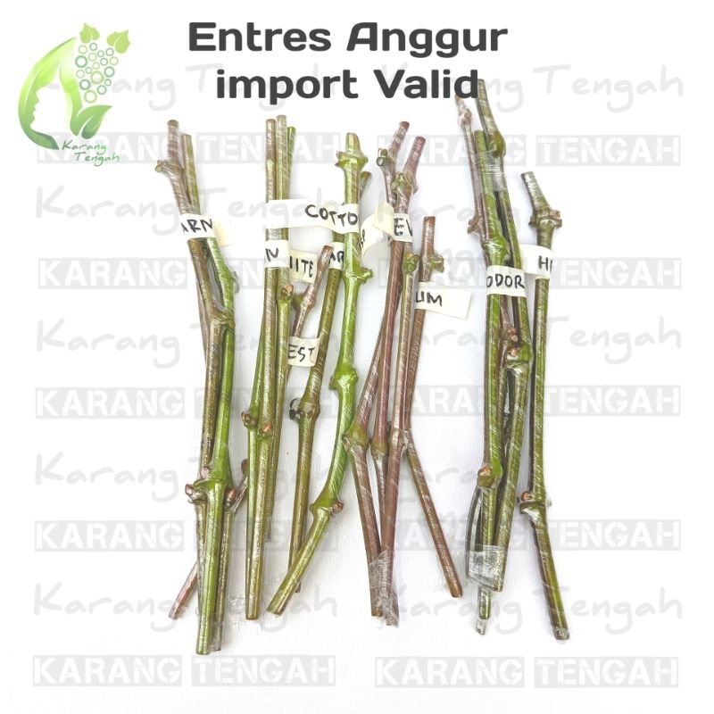 Harga Per-Matun Entres Anggur Import Valid