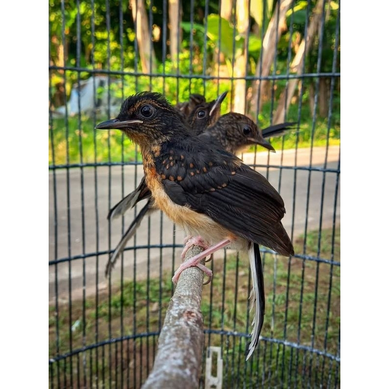 (Garansi Jantan) Murai Batu Trotol Jantan Mandiri