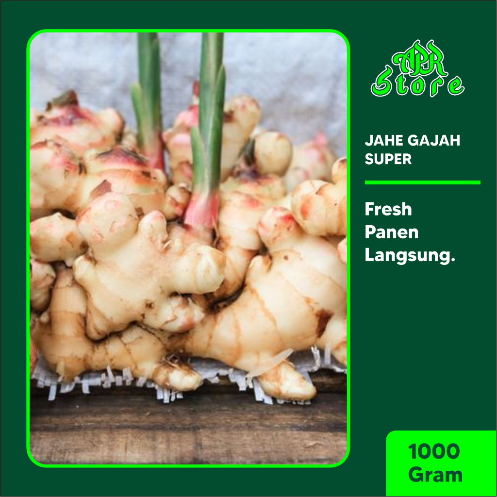 

JAHE GAJAH JAHE PUTIH SEGAR BAHAN MASAKAN JAHE SEGAR