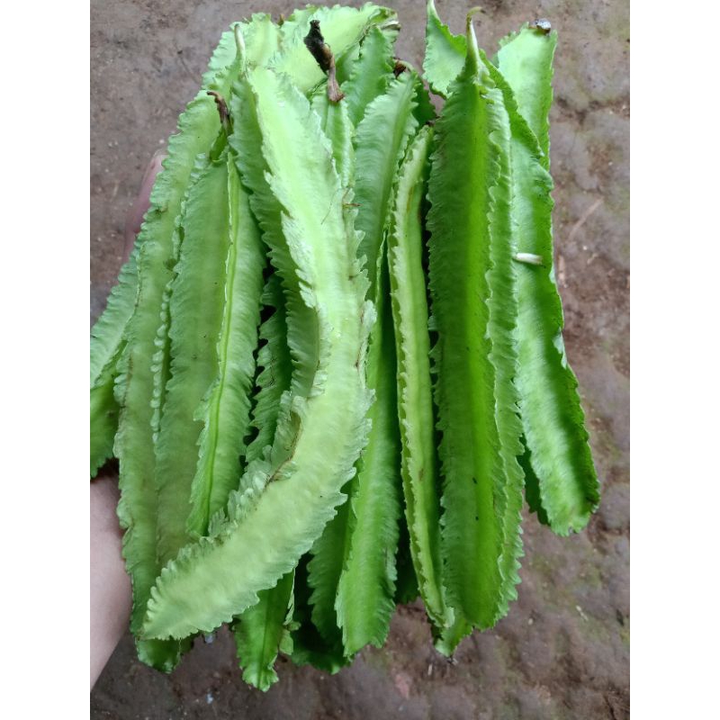 

sayuran segar kicipir,,jaat 250 g