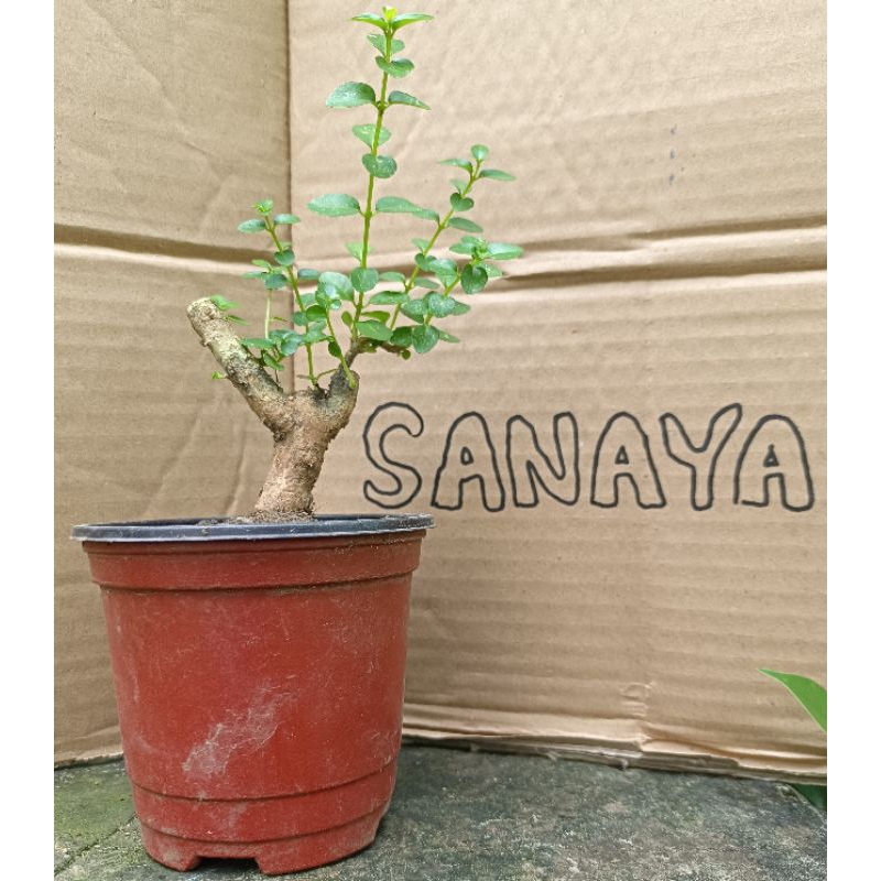 bahan bonsai sancang real pict