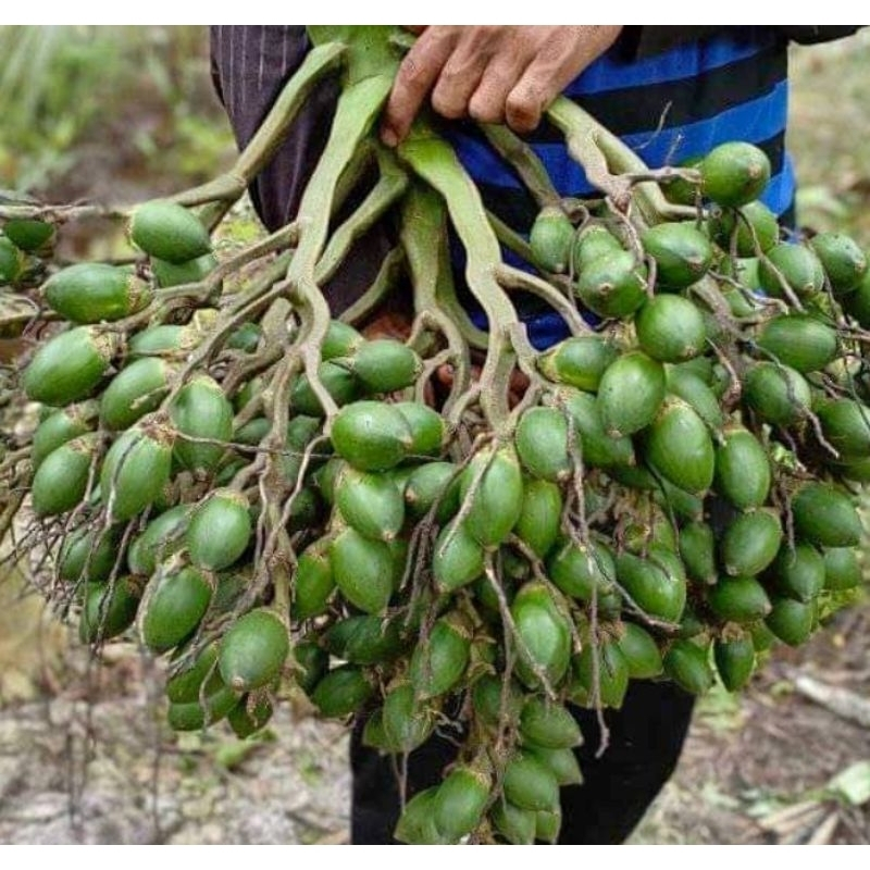 

(READY) Buah Pinang Muda Jambe - Pinang Muda Fresh 500gr