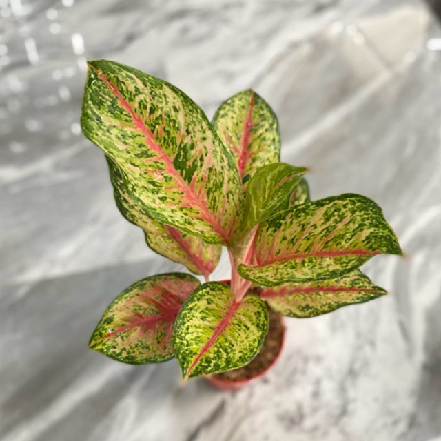 Aglonema Sweet Dreams Dewasa/Tanaman hias aglonema