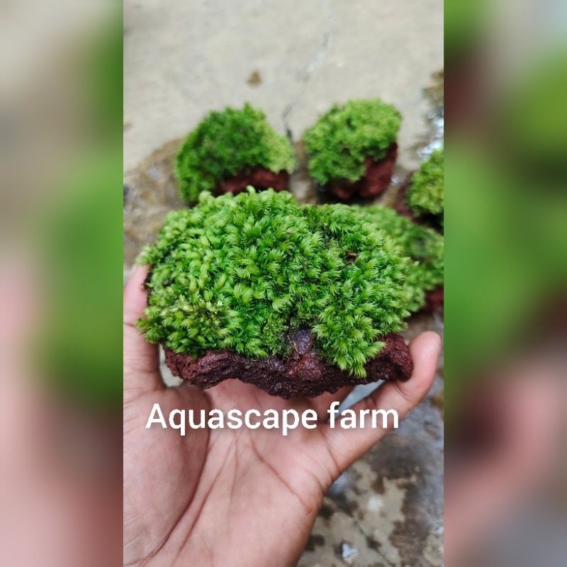 batu lavarock aquascape + mos paludarium terarium