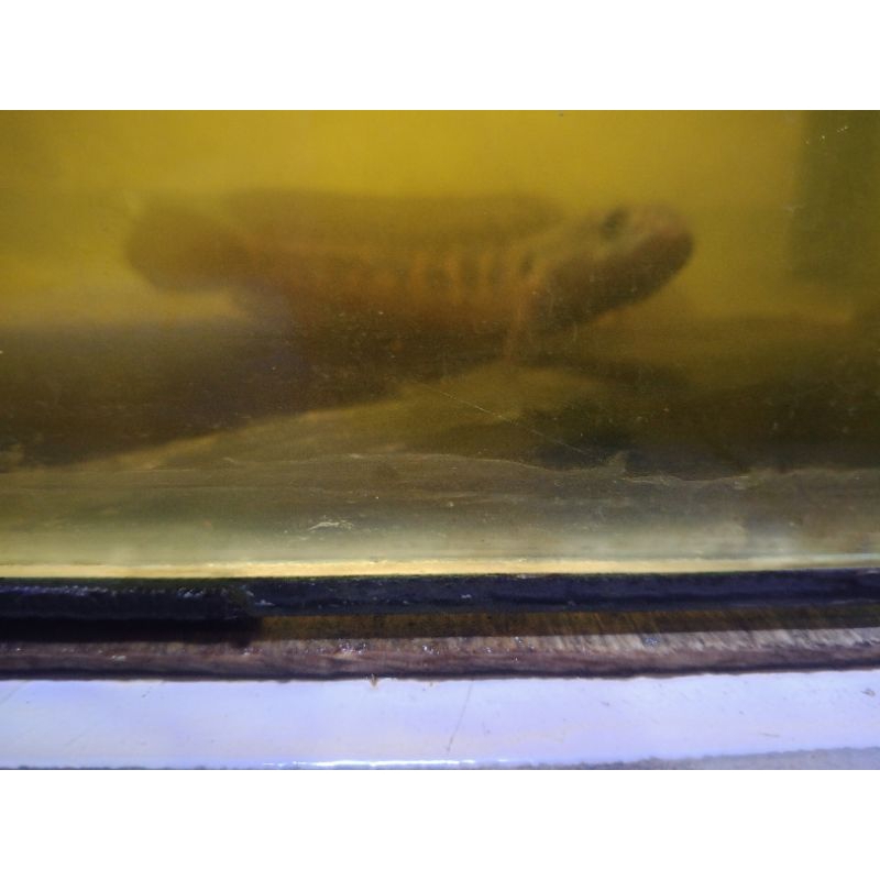 ikan Channa asiatica UK 20-21 nominus