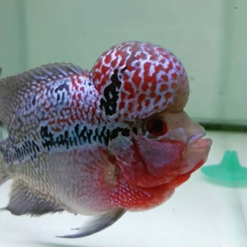 hiasan aquarium ikan lohan cilnong srd