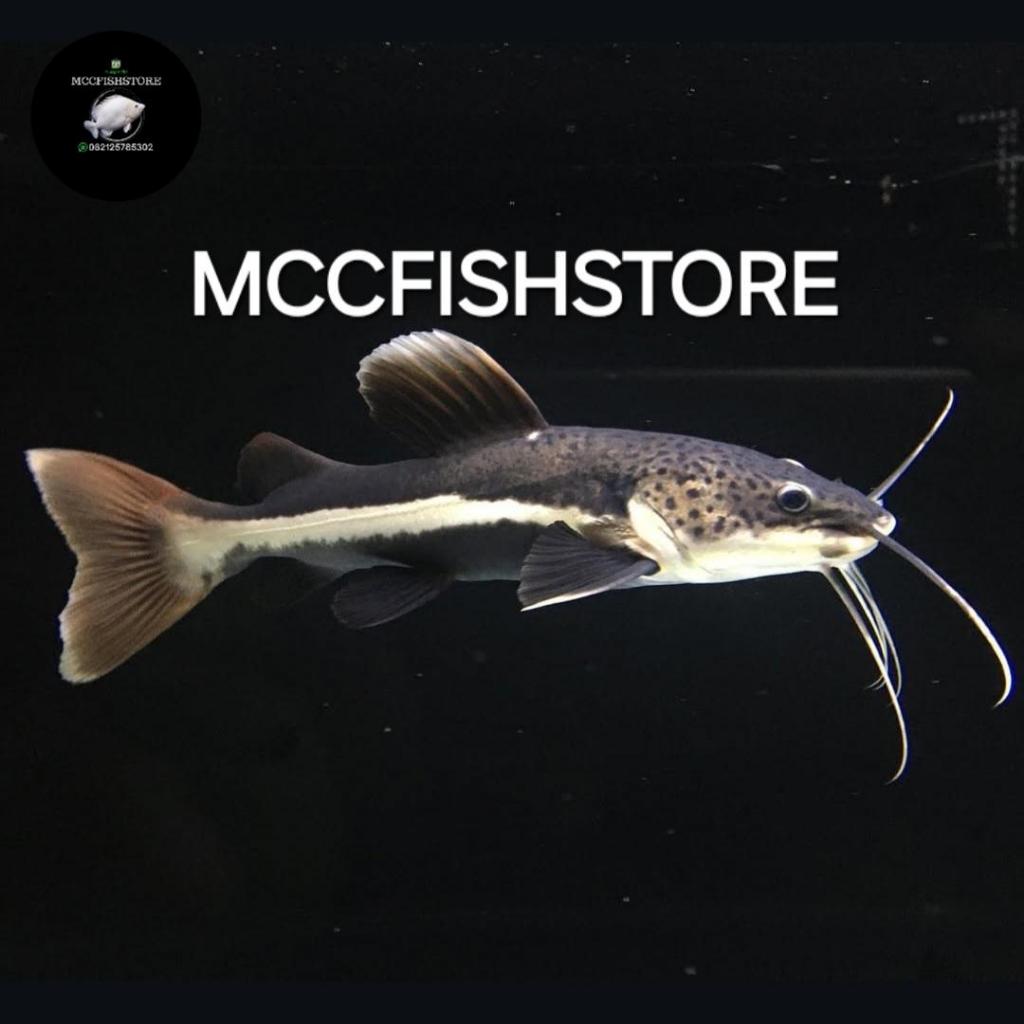 Red Tail CatFish RTC Predator Sungai Amazon Size 15cm