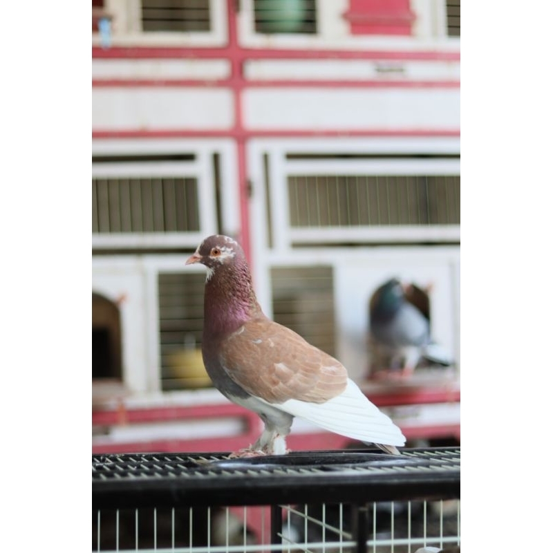 Merpati kolong bebas super cc kencang