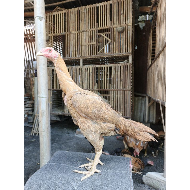 Ayam bangkok hias ekor lidi betina muda