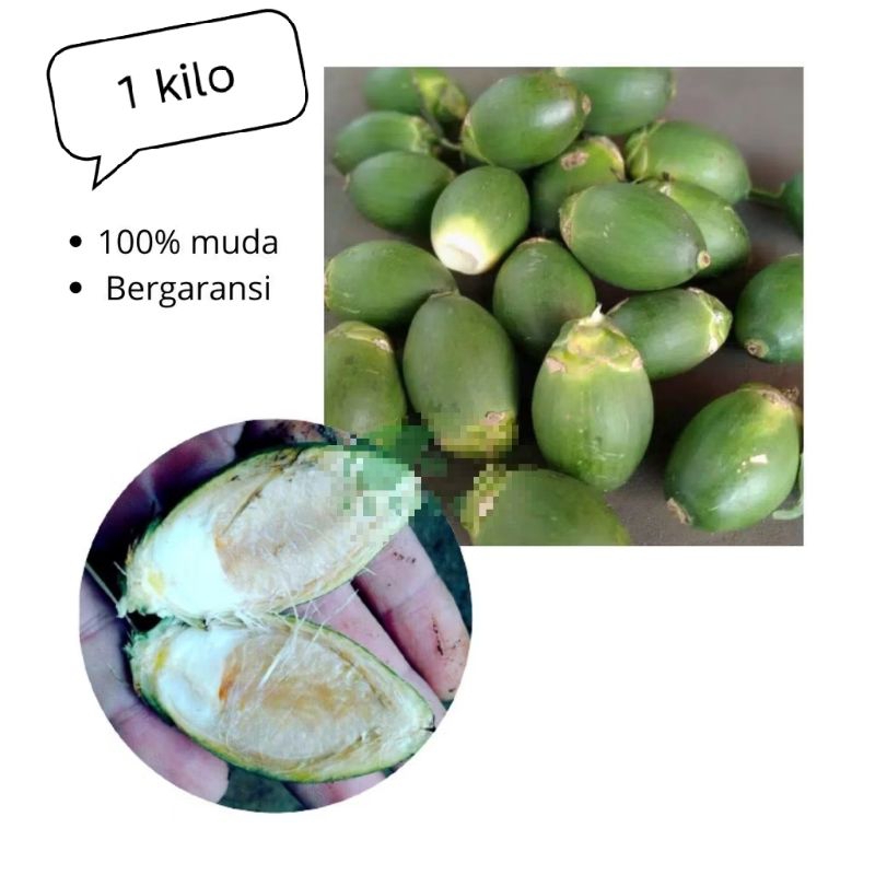 

selalu Promo Ingin perkasa makan Buah Pinang Jambe (Buah Muda) Obat Herbal Segar
