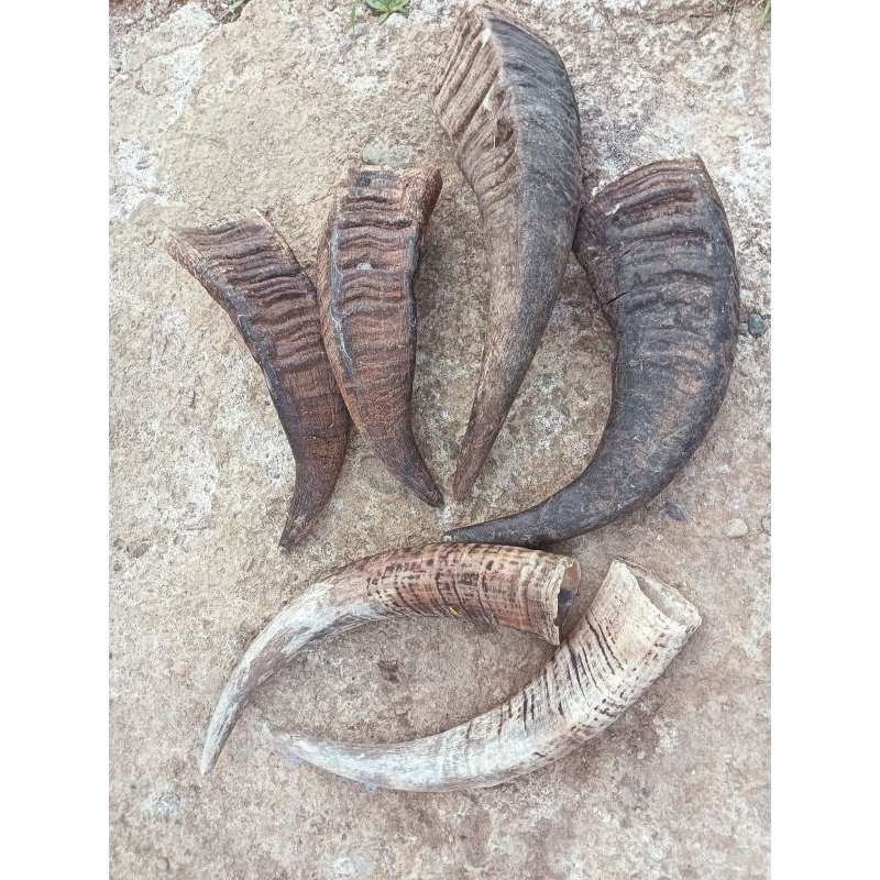 Lempeng tanduk kerbau ( kopong ) 35cm