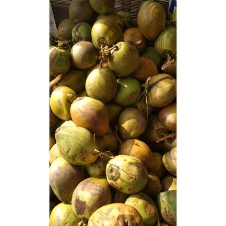 

Kelapa Muda Daging Kerok / Daging Kelapa Muda
