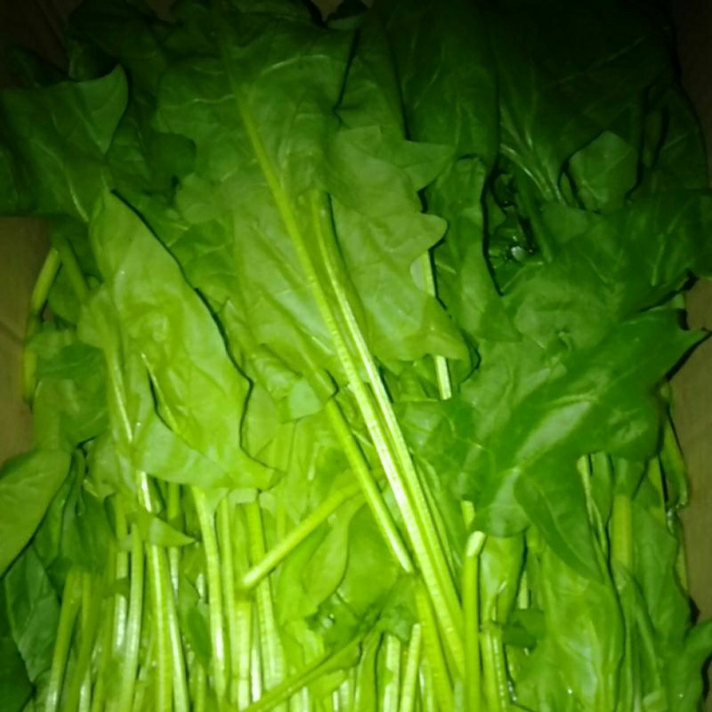 

Bayam Jepang Horenzo Horensho segar