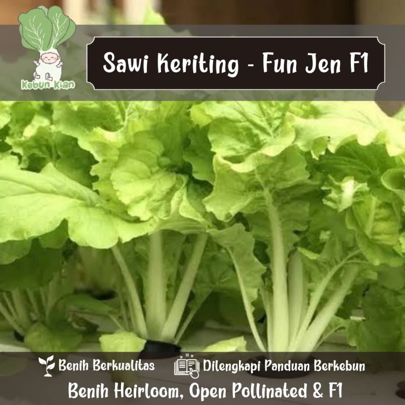 35 Biji - Benih Sawi Keriting Fun Jen F1