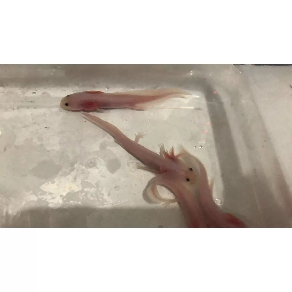 AXOLOTL LEUCISTIC 10-12cm SALAMANDER