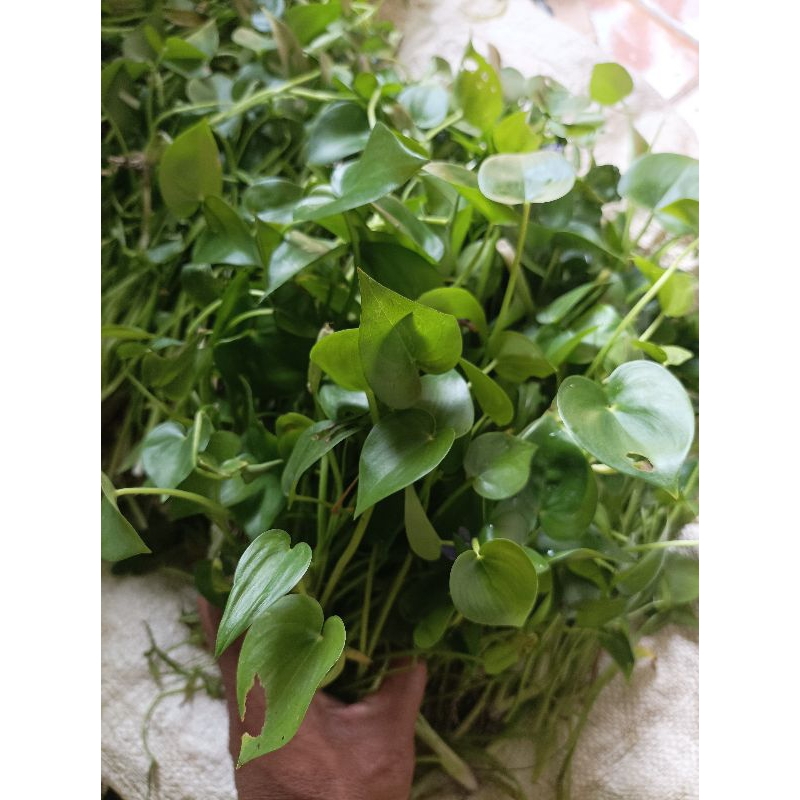 

Eceng sawah lalapan hetbal per1kg