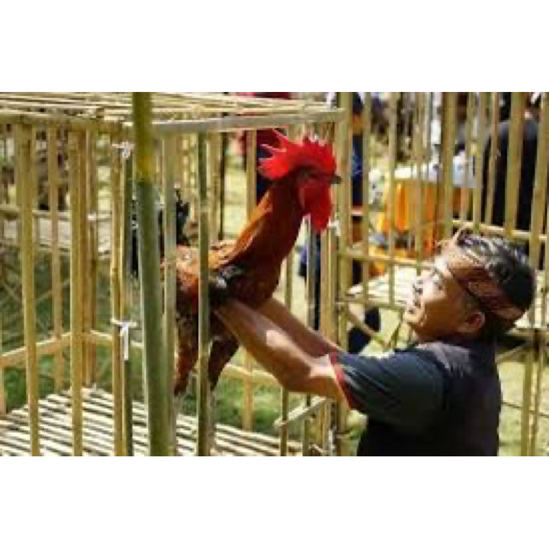 

TELUR FERTIL AYAM PELUNG ASLI JUMBO UNTUK DITETASKAN