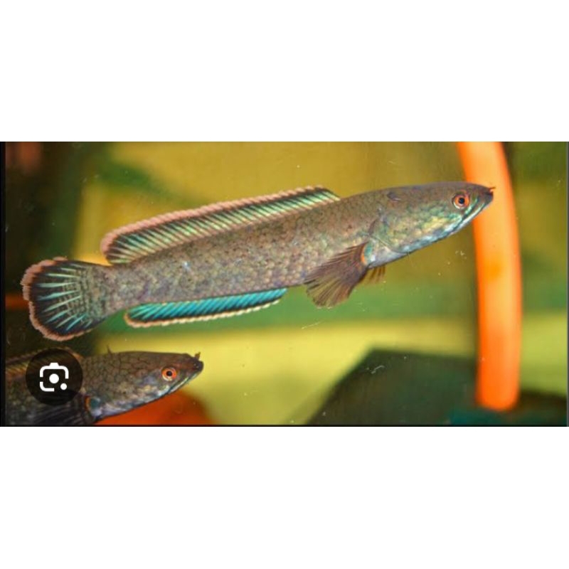 Canna Limbata ukuran 8-10cm