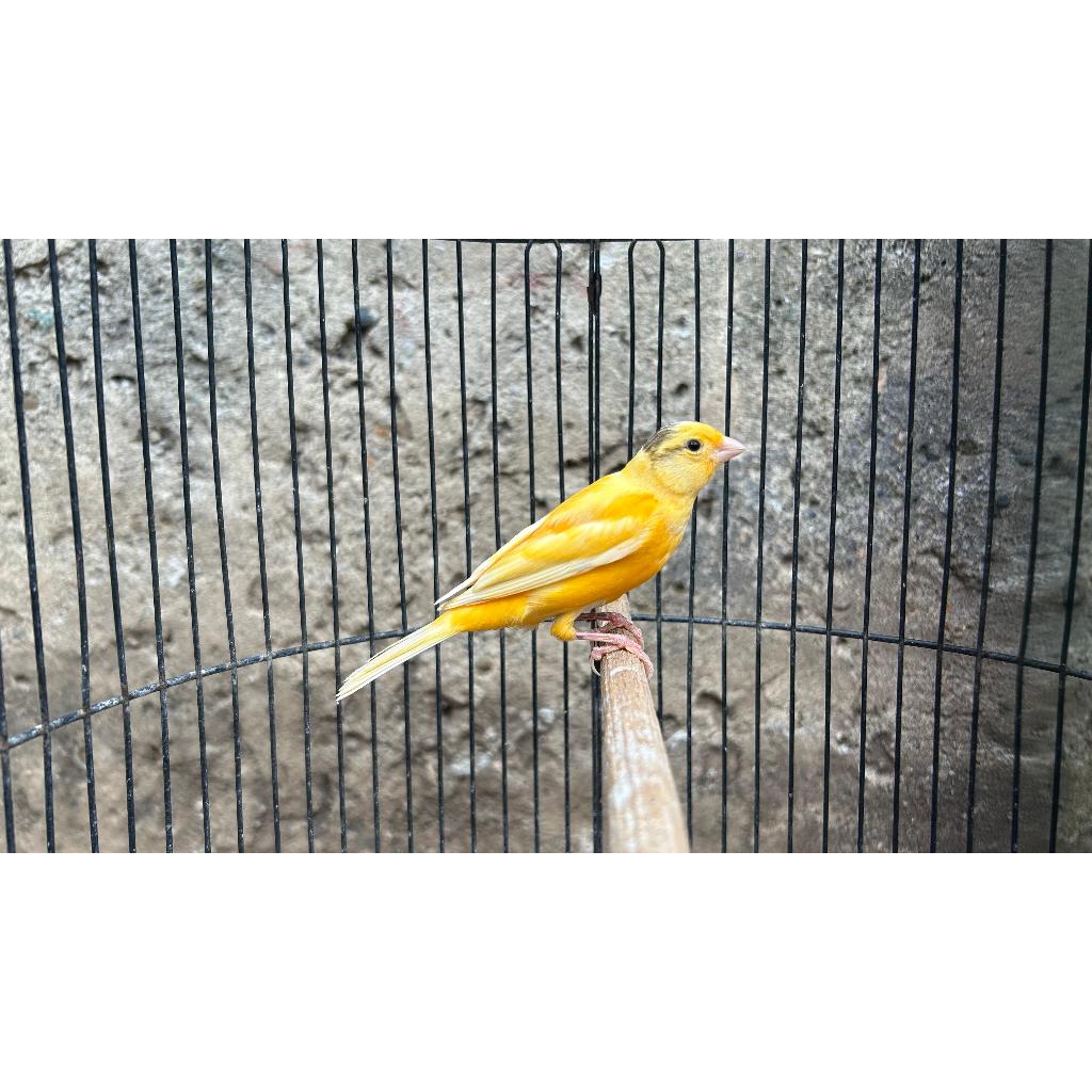 Kenari Kuning Lokal Gacor