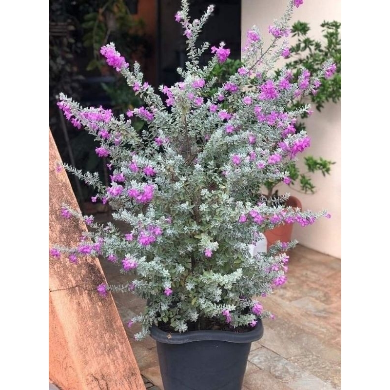 Tanaman hias leucophyllum frutescens texas ranger 50-80 cm