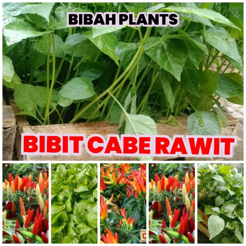 10 Bibit cabe rawit F1 ORI212  lombok cilik  kecil tinggi 20 cm full akar siap tanam
